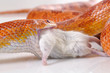 Corn Snake (Elaphe guttata) eating a mouse Corn Snake (Elaphe guttata) eating a mouse