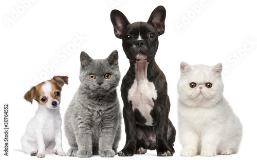 Photo: Group of dogs and cats in front of white background Group of dogs and cats in front of white background