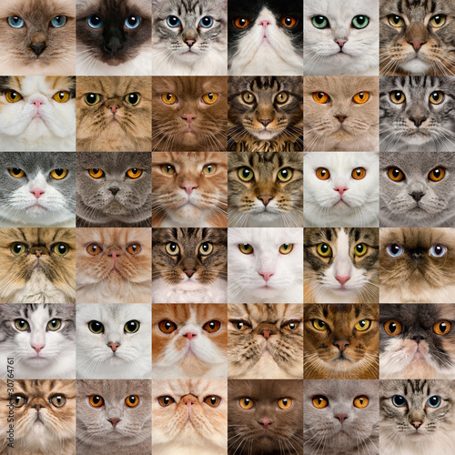 Photo: Collage of 36 cat heads Collage of 36 cat heads