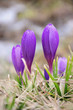 crocuses in dew