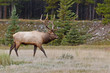 Bull elk, cervus canadensis
