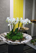 Phalaenopsis design