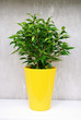 Ficus cache pot jaune