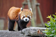 レッサーパンダ