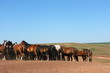 Horse herd grazing on the steppe red clay hills