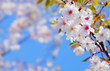 Blüten eines Kirschbaums Blüten eines Kirschbaums