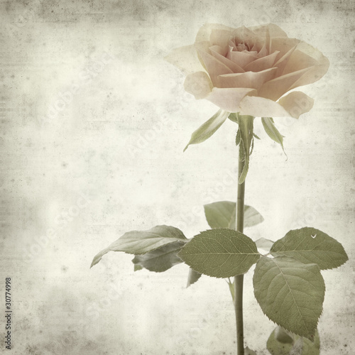 Photo: textured old paper background with single orange rose textured old paper background with single orange rose