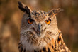 Photo en ligne au meilleur prix Great horned owl