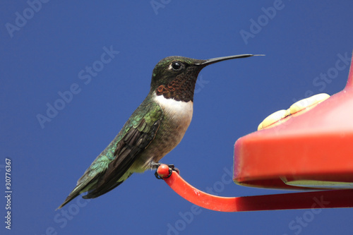 Photo: Ruby-throated Hummingbird Ruby-throated Hummingbird