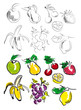 FRUITS ILLUSTRATION 1