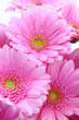 gerbera