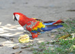 scarlet macaw eating star fruit on grass, pico bonito, honduras scarlet macaw eating star fruit on grass, pico bonito, honduras