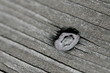 Schraube im Holz