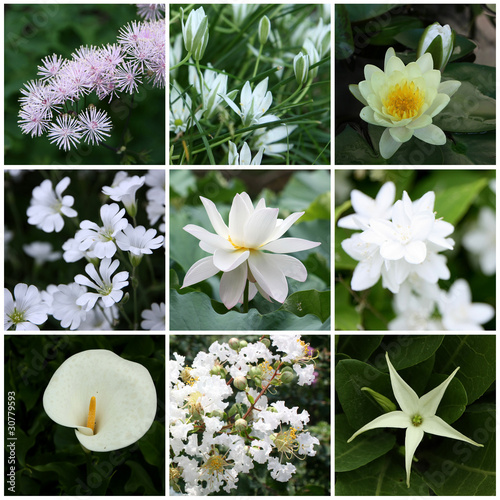 Photo: White flowers collage White flowers collage