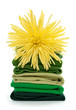 Fresh spring laundry Fresh spring laundry