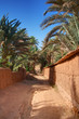 Photo: footpath in palm grove footpath in palm grove