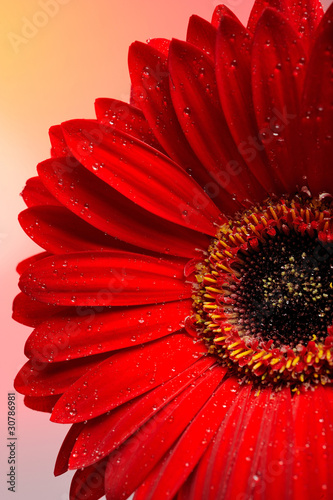 Foto: Beautiful red gerber flower part macro studio shot. Beautiful red gerber flower part macro studio shot.