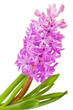 flower hyacinth isolated over white