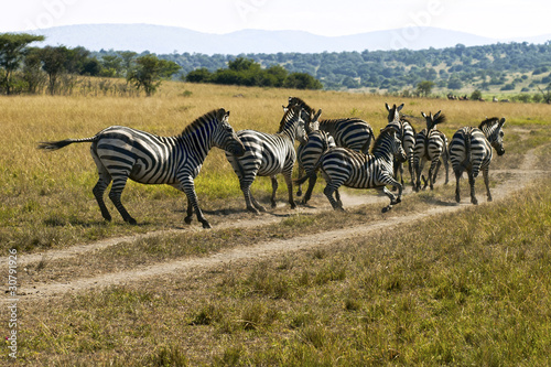 Photo: Zebras - Akagera National Park, Rwanda Zebras - Akagera National Park, Rwanda