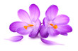 Foto: Krokus 4 Krokus 4
