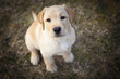 Labrador Retriver