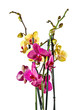 orchid