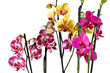 orchid