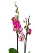 orchid