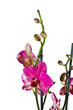 orchid