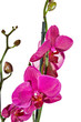 orchid