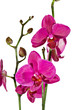 orchid