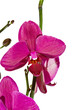 orchid