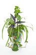 Indoor flowers.