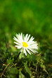 daisy close up daisy close up