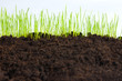 young green grass, macro