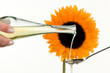 Speiseöl aus Sonnenblumenkernen mit Blume