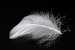 vogelfeder