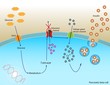 Insulin secretion