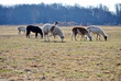 Alpaca Grazing in a Field
