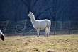 White Alpaca in the Distance
