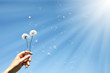 Photo: Dandelion clocks Dandelion clocks