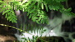 Video: tranquility tranquility
