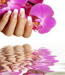 Orchidee mit Wasser Orchidee mit Wasser