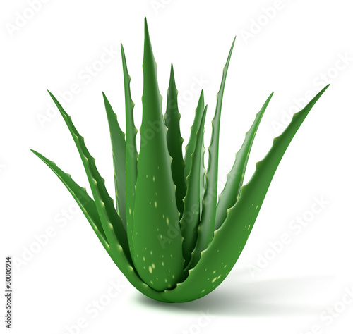 Illustration: Plant d'Aloe Vera sur fond blanc 2 Plant d'Aloe Vera sur fond blanc 2