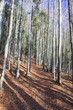 Wanderweg im Wald