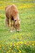 danish horses