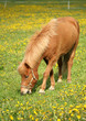 danish horses