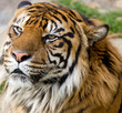 Tiger Portrait