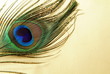Feather of a peacock on a gold background Feather of a peacock on a gold background