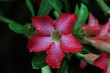 Red flower in Thailand